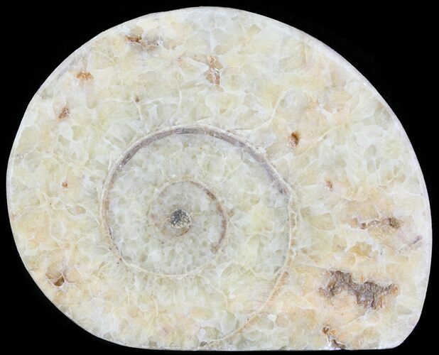 Cut and Polished Lower Jurassic Ammonite - England #62577